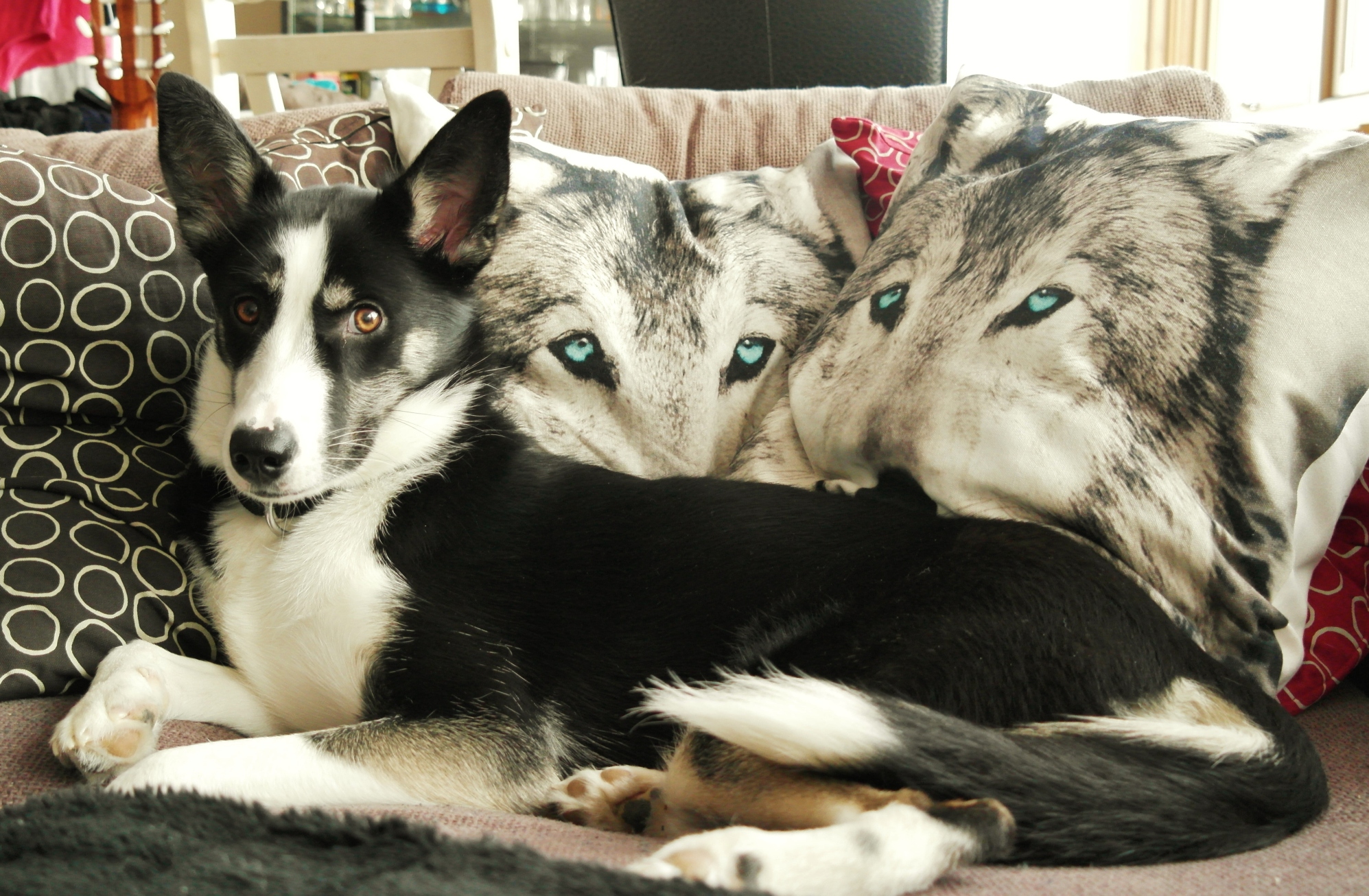 Adding a Couple of Wolves to the Sofa…? – Scribbled with liner
